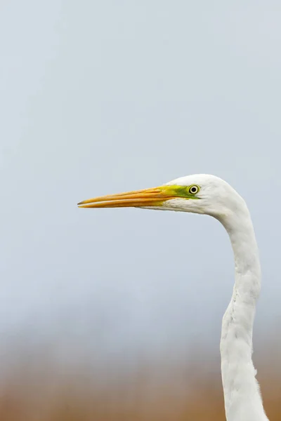 stock image Great egret (Ardea alba) closeup.