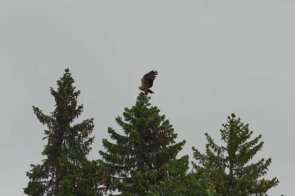 독수리 Haliaeetus Albicilla 가문비나무 꼭대기에 내려앉다 — 스톡 사진