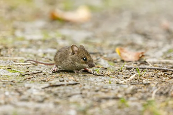 House Mouse Mus Musculus Ground — Stock Photo, Image