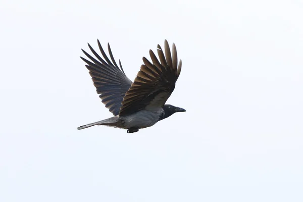 Kapuzenkrähe Corvus Cornix Fliegt Himmel — Stockfoto