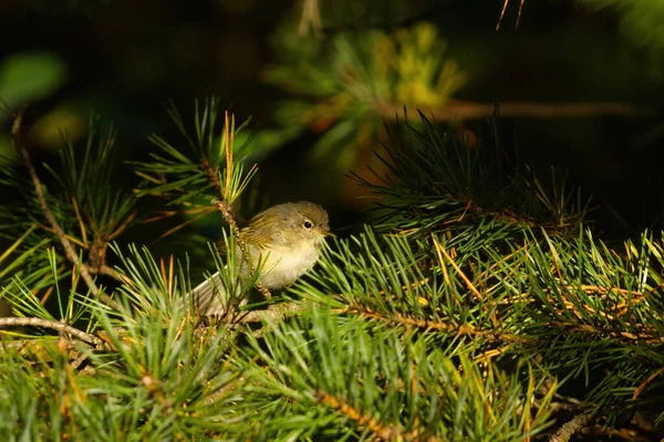 Willow Warbler Phylloscopus Trochilus Juvenile Sitting Spruce Branch — 스톡 사진
