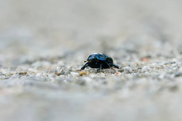 Dor Beetle Anoplotrupes Stercorosus Walking Dirt Road — Stock Photo, Image