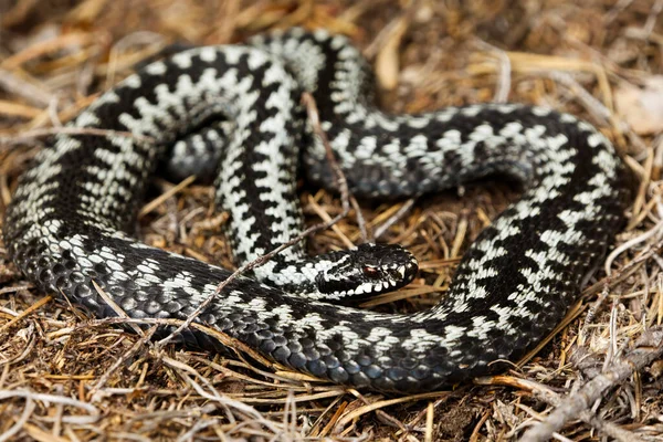 Avrupa engerek yılanı veya yaygın Avrupa engereği (Vipera berus) erkek kapanış yapıyor.