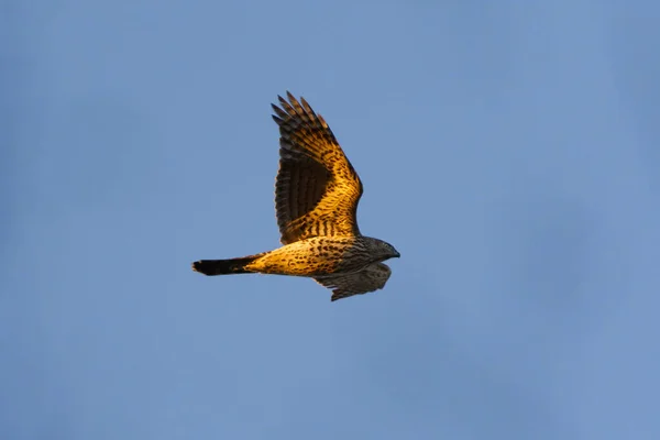 Goshawk Norte Accipiter Gentilis Juvenil Voando Céu — Fotografia de Stock