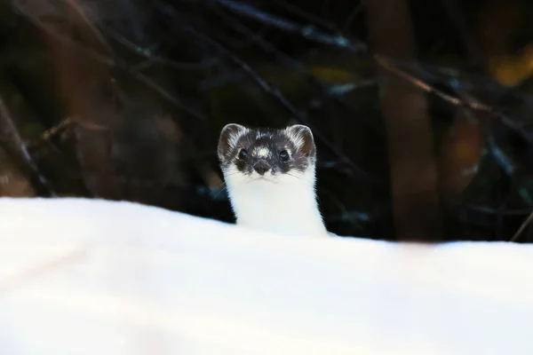 初春には雪の後ろに頭が成形され 覗き見し始め 腰や短尾のイタチ Mustela Erminea — ストック写真