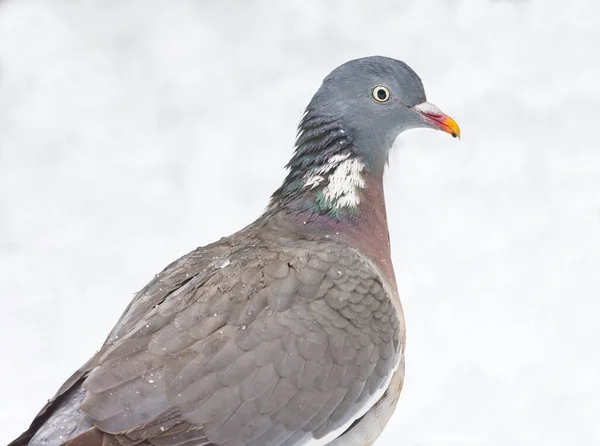 Common Wood Pigeon Columba Palumbus Closeup Snow — Stock Photo, Image