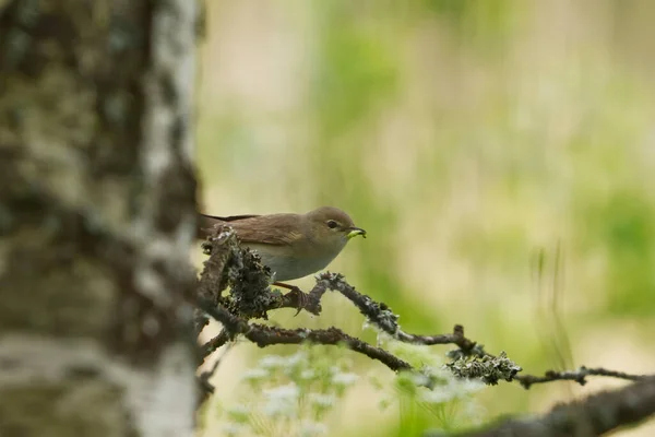 森林中的花园莺 西尔维亚 喙上有毛虫 — 图库照片
