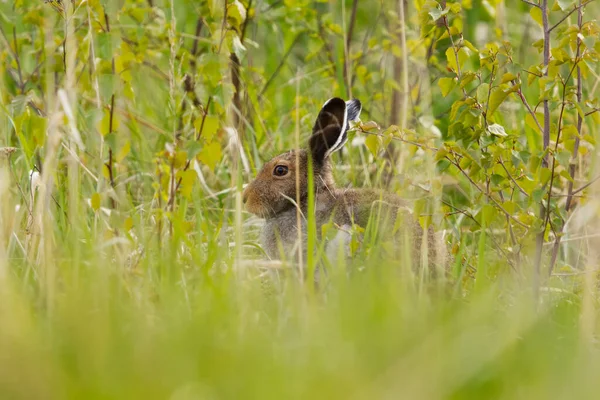 山のウサギ レプス ティミドゥス 草の中に隠れて — ストック写真