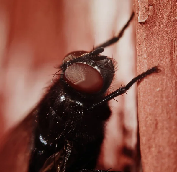 Fly Calliphoridae Macro Closeup Rosto — Fotografia de Stock