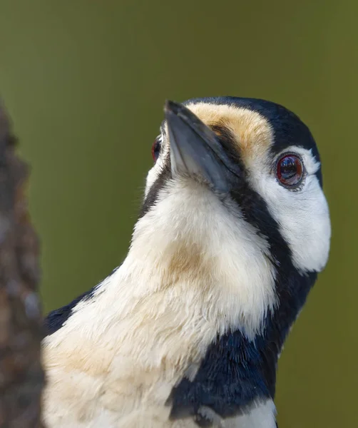 Great Spotted Woodpecker Dendrocopos Major Female Peeking Tree Closeup — Stock Photo, Image