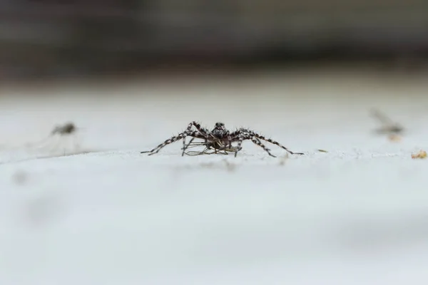 地面に蚊を食べていますこれらのクモの種は — ストック写真