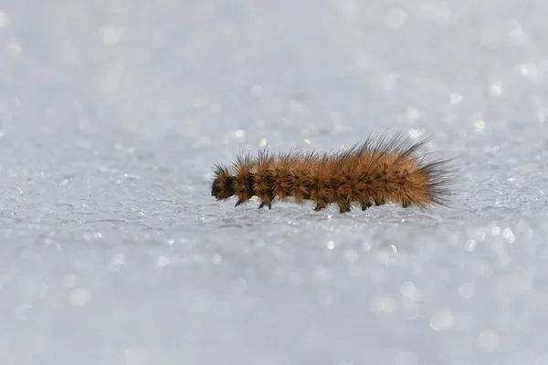 Phragmatobia Fuliginosa Larva Traças Tigre Rubi Rastejando Neve — Fotografia de Stock