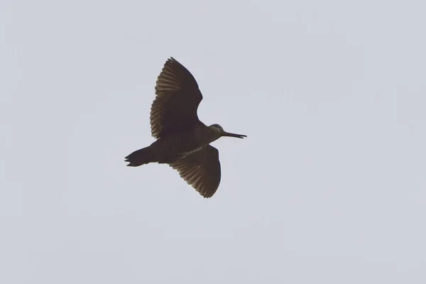 Euroasiática Woodcock Scolopax Rusticola Volando Cielo — Foto de Stock