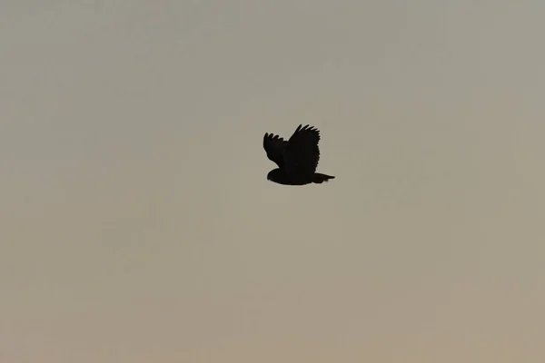 Avrasya Kartal Baykuşu Bubo Bubo Geceleri Uçan Siluet — Stok fotoğraf