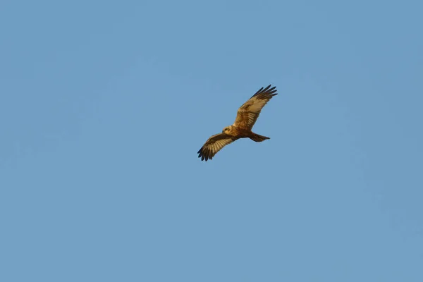 Západní Močál Harrier Circus Aeruginosus Samec Letící Ráno Obloze — Stock fotografie