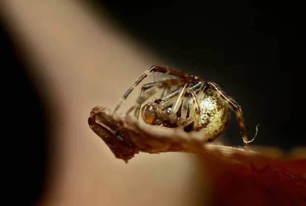 一般的な家のクモやアメリカの家のクモのクローズアップParasteatoda Tepdiariorum — ストック写真