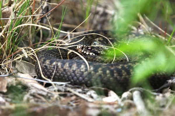 躲在灌木丛中的普通欧洲毒蛇 Vipera Berus — 图库照片
