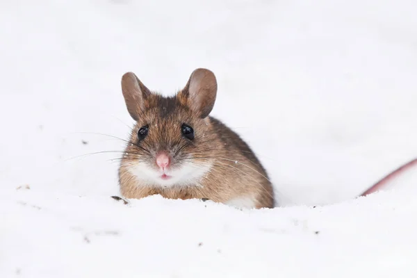 Ποντίκι Ξύλο Apodemus Flavicollis Στο Χιόνι — Φωτογραφία Αρχείου