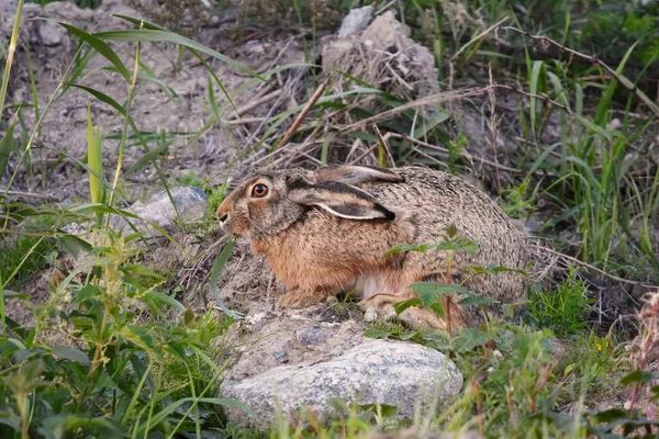 Avrupa Tavşanı Lepus Europaeus Toprak Tepede Oturur Bir Çimen Yaprağıyla — Stok fotoğraf