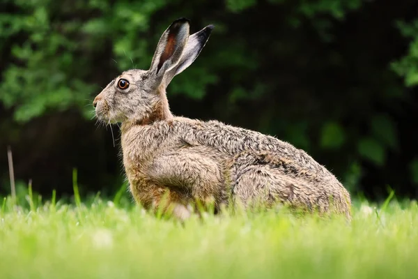 Çimenlerde oturan Avrupa Tavşanı (Lepus europaeus).