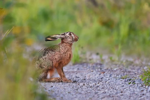 Toprak Yolda Oturan Avrupa Tavşanı Lepus Europaeus — Stok fotoğraf
