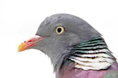 Genel ahşap güvercin (Columba palumbus) beyaz kar arkaplanı ile kapatın.