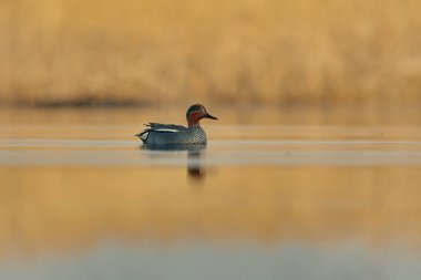 Baharda erkek Avrasya mavisi (Anas crecca) güzel renklerle.