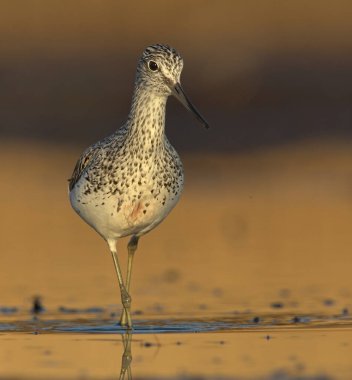 Bataklıklarda yiyecek arayan yaygın yeşilbacak (Tringa nebularia)