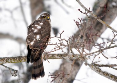 Genç Avrasyalı Atmaca (Accipiter nisus) kışın bir dalda oturuyor.