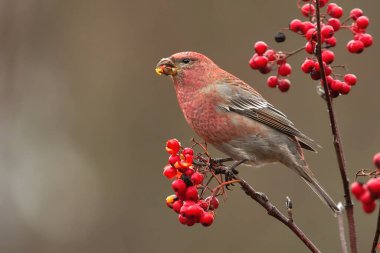 Çam grosgagası (Pinicola enükleator) erkek rowan üzümleriyle besleniyor.