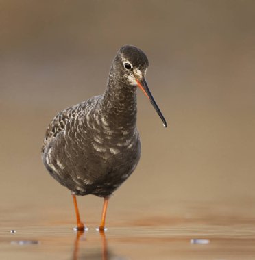 Gün batımında bataklıklarda yiyecek ararken görülen kırmızı böğürtlen (Tringa erythropus).
