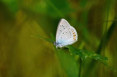 Amanda 'nın mavi (Polyommatus amandus) kelebeği bir yaprağın üzerinde dinleniyor.