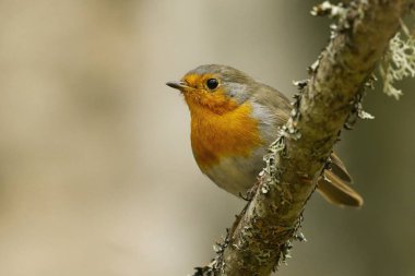 Avrupa bülbülü (erithacus rubecula) ormandaki bir dala oturmuş.
