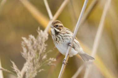 Sonbaharda sazlıklarda yaygın sazlık kiraz kuşu (Emberiza schoeniclus).