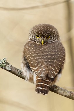 Avrasya pigme baykuşu (Glaucidium passerinum) geriye bakıyor.