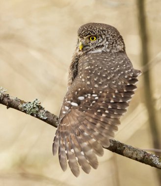 Avrasya pigme baykuşu (Glaucidium passerinum) kanat germe.