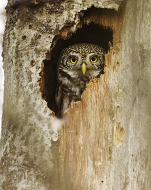 Avrasya pigme baykuşu (Glaucidium passerinum) ağaç deliğinden gözetliyor.