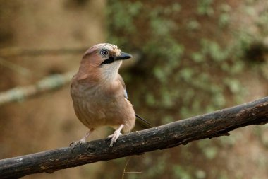 Avrasya alakargası (Garrulus glandarius) sonbaharda ormanda bir dalda oturur..