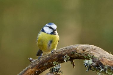 Eurasian blue tit (Cyanistes caeruleus) sitting on a branch in the forest in fall.