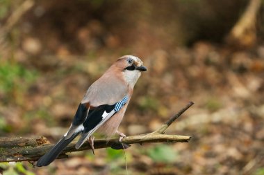 Avrasya alakargası (Garrulus glandarius) sonbaharda ormanda.