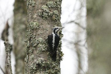 Avrasyalı üç parmaklı ağaçkakan (Picoides tridactylus) erkek..