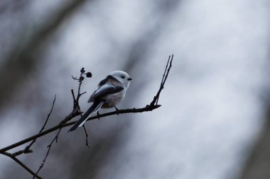Long-tailed tit (Aegithalos caudatus) sitting on a branch in fall.