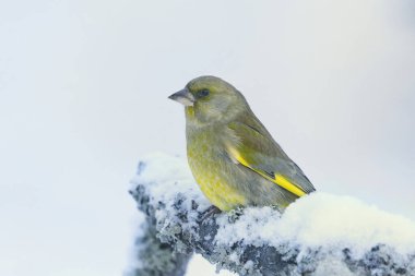 Avrupa yeşil ispinozu (Chloris chloris) kışın karlı bir dalda oturur.