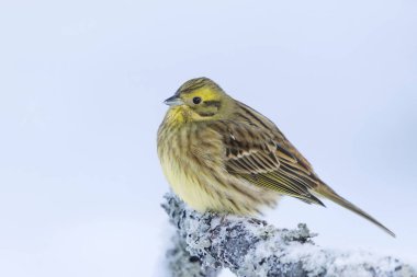 Sarı Çekiç (Emberiza citrinella) kışın karlı bir dalda oturur..