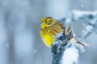Sarı Çekiç (Emberiza citrinella) soğuk kış gününde karlı bir dala oturmuş.