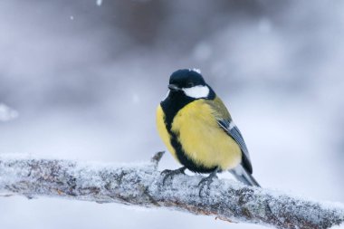 Great tit (Parus major) sitting on a branch in sowfall in winter.