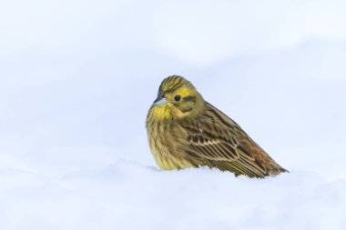 Sarı Çekiç (Emberiza citrinella) kışın karda oturuyor.