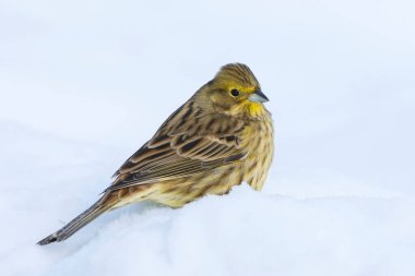 Sarı Çekiç (Emberiza citrinella) kışın karda oturuyor.