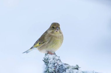 Avrupa yeşil ispinozu (Chloris chloris) kışın karlı bir dalda oturur.