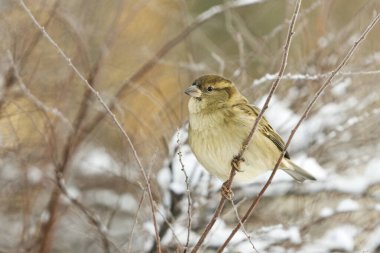 Kışın karlı çalılıklarda ev serçesi (Passer domesticus) dişi.